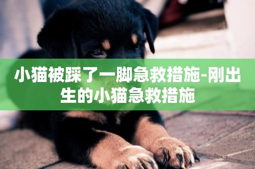 小猫被踩了一脚急救措施-刚出生的小猫急救措施